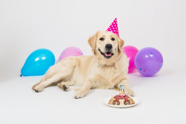 誕生日の帽子と肉のケーキと幸せな笑顔のゴールデンレトリバーの子犬犬 プレミアム写真