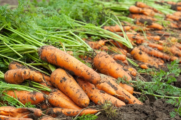Harvest of carrots Free Photo