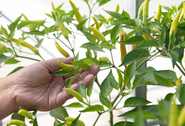 Premium Photo | Harvest spice chilli on clean farming agriculture