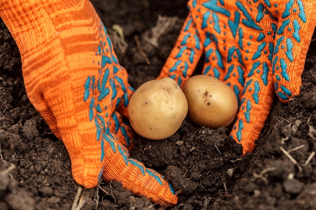 Premium Photo Harvesting Fresh Organic Potatoes From Soil