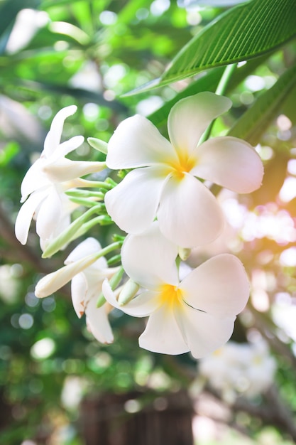 ハワイのプルメリアの葉花の花 無料の写真