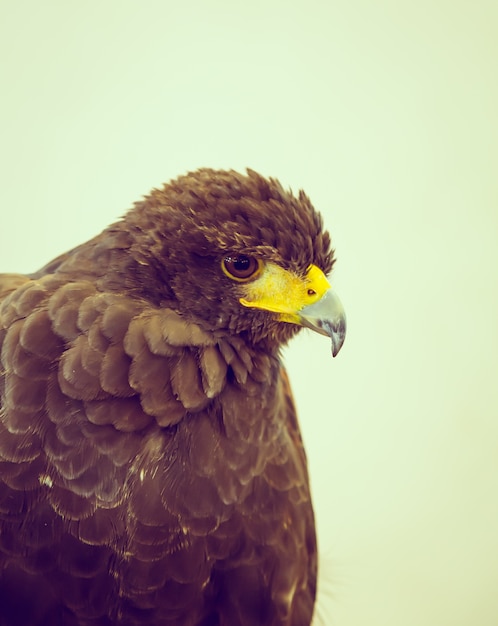 Hawk close up Free Photo