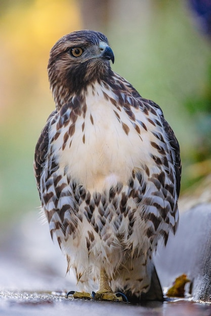 Free Photo | Hawk sitting in nature