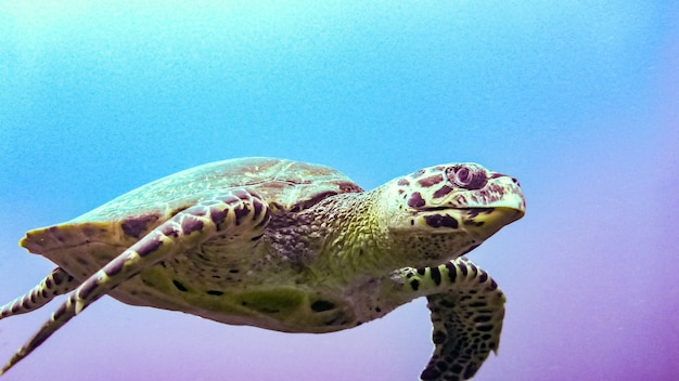 Premium Photo | Hawksbill sea turtle in blue lagoon of indian ocean ...