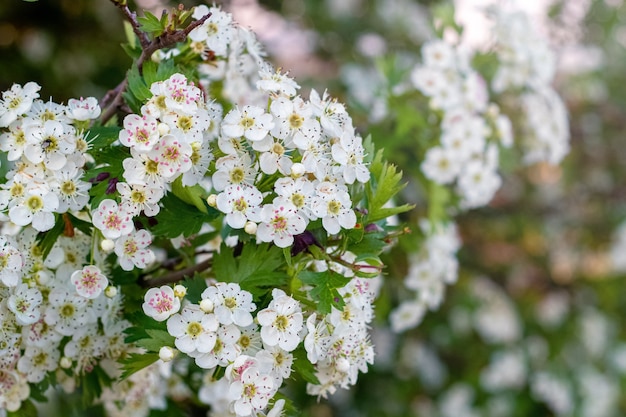 サンザシの花 茂みに白いサンザシの花 プレミアム写真