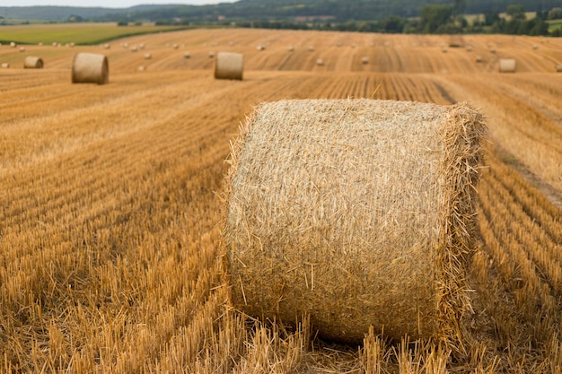 秋の畑の干し草の山 夏の小麦黄色の黄金の収穫 田舎の自然の風景 干し草ベール プレミアム写真