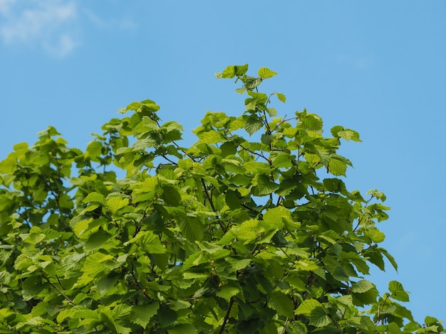 premium-photo-hazel-tree-leaves