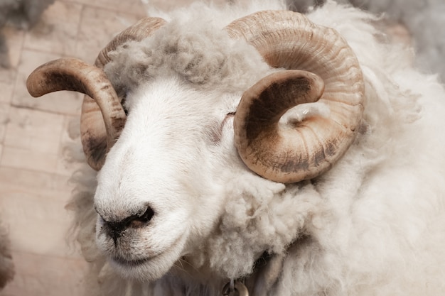 野生の大きな角の羊の頭と角 プレミアム写真