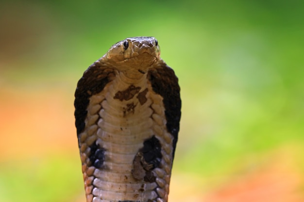 Premium Photo | Head of king cobra front view