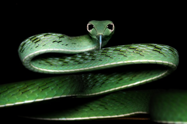 アジアのつる蛇のクローズアップ顔の頭 アジアのつる蛇の攻撃の準備ができて 黒の背景を持つアジアのつる蛇のクローズアップ顔 プレミアム写真