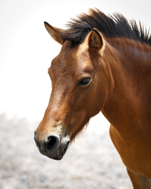 Premium Photo | A head shot of a pretty horse