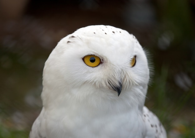 Free Photo | Head of white snowy owl
