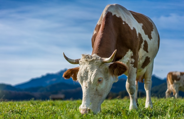 Premium Photo | Healthy cattle cows