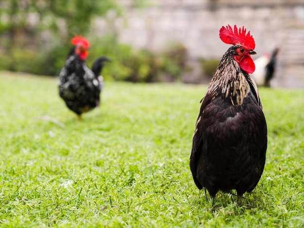 Healthy chickens walking outdoors | Free Photo