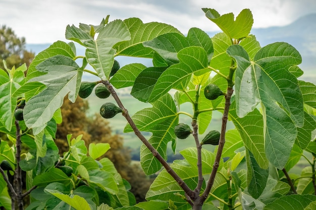 Premium Photo | Healthy fig tree growing in tuscany italy