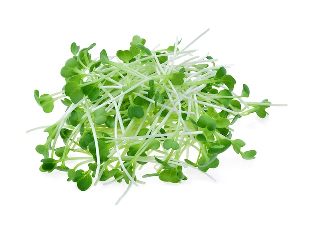 Premium Photo | Heap of alfalfa sprouts isolated