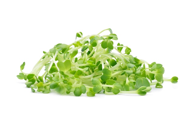 Premium Photo | Heap of alfalfa sprouts on white