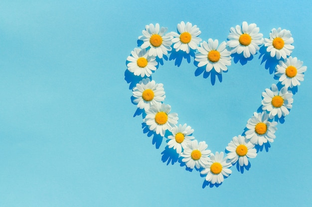 Download Premium Photo Heart Of Daisies Daisy Flowers In Heart Shape On Blue Background The Concept Of Love For Summer And Summer Mood