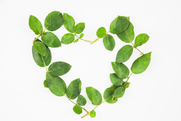 Heart shape made with green leaves on white background Photo | Free ...