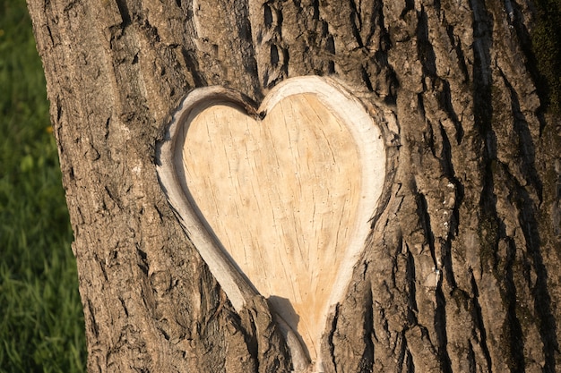 Premium Photo | Hearth shaped tree bark
