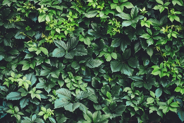 Premium Photo Hedge Of Big Green Leaves In Spring Green Fence Of Parthenocissus Henryana Natural Background Of Girlish Grapes Floral Texture Of Parthenocissus Inserta Rich Greenery Plants In Botanical Garden