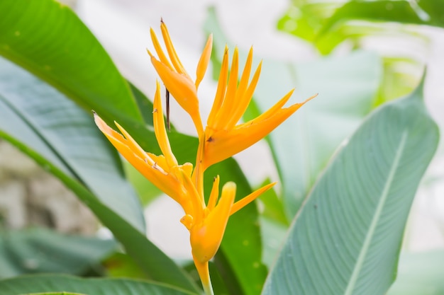 Download Free Heliconia Golden Torch Heliconia Psittacorum X Heliconia Use our free logo maker to create a logo and build your brand. Put your logo on business cards, promotional products, or your website for brand visibility.