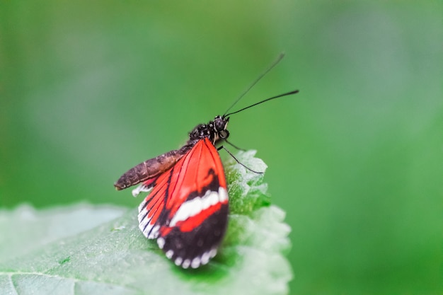 Premium Photo Heliconius Melpomene The Postman Butterfly