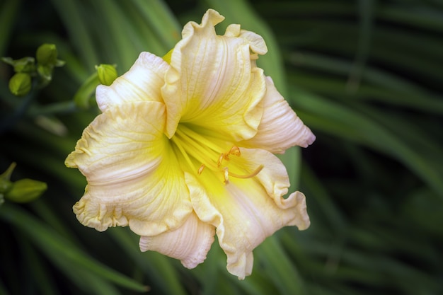 Hemerocallisカンゾウ花カンゾウガーデン美しい花咲く花咲く植物植物植物明るいクローズアップカラーカラー画像カラフルな植物花花カラフル プレミアム写真