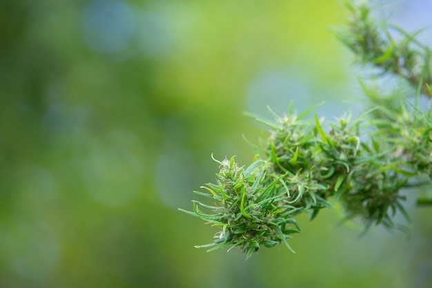 Hemp extracted from marijuana, the marijuana peaks grown on a green natural . Free Photo