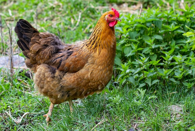 Premium Photo | Hen and green grass