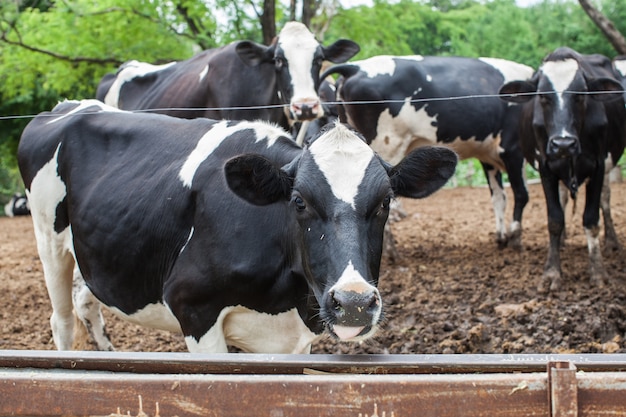 Premium Photo | Herd of milk cow on the farm