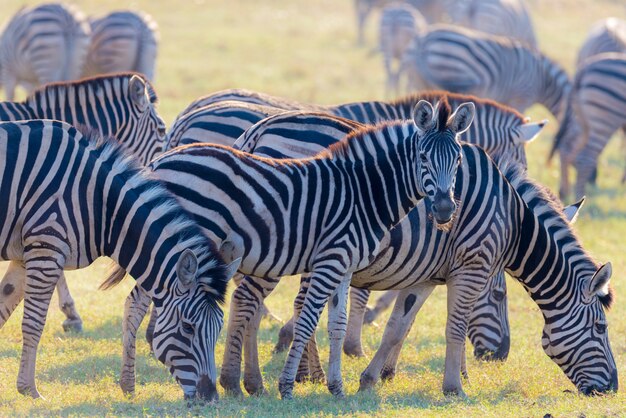 茂みに放牧シマウマの群れ 輝く暖かい夕日の光 アフリカの国立公園と野生生物保護区の野生動物サファリ プレミアム写真