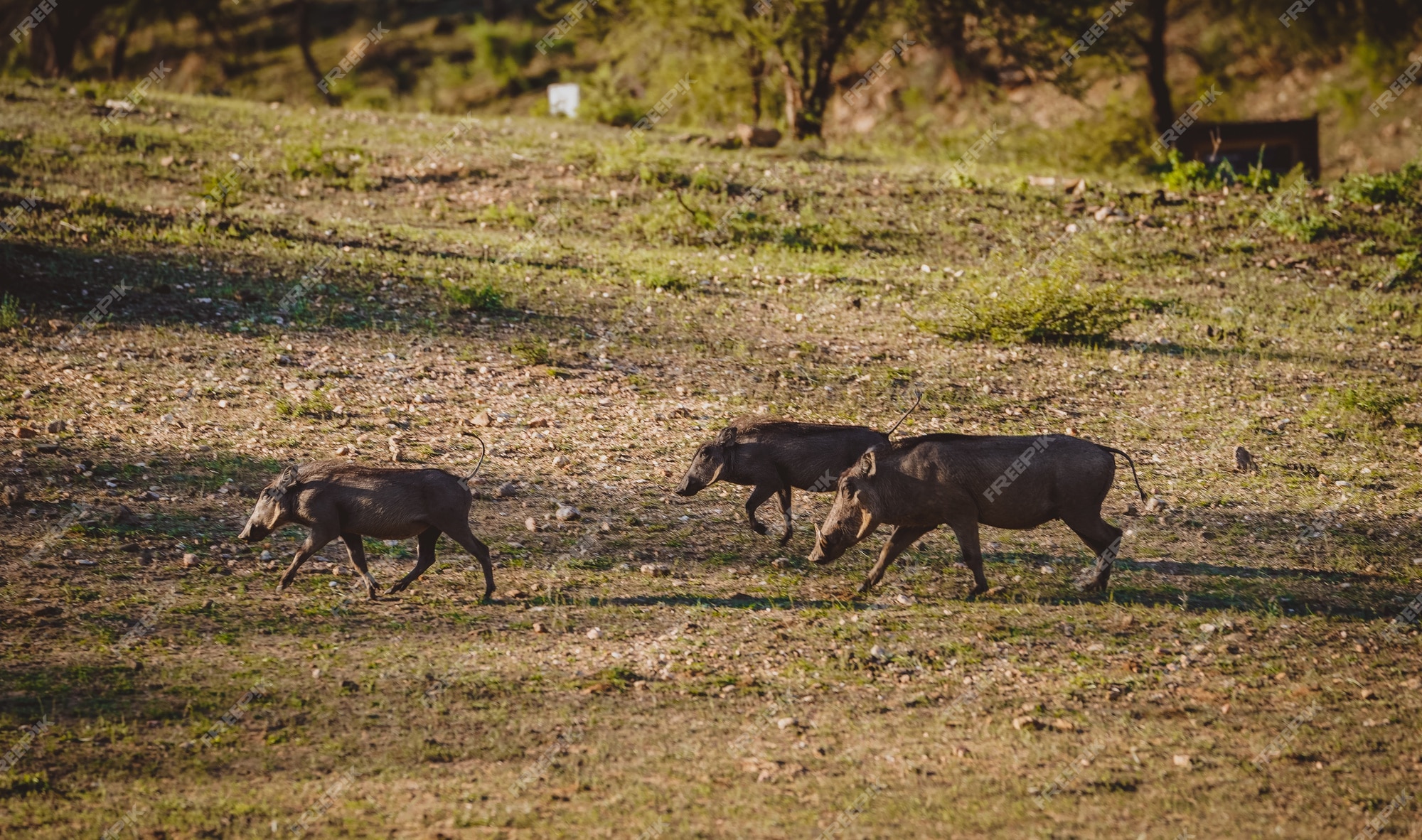 Free Photo | Herd of warthogs in africa