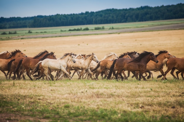 Premium Photo Herd Of Wild Horses Run Across The Field