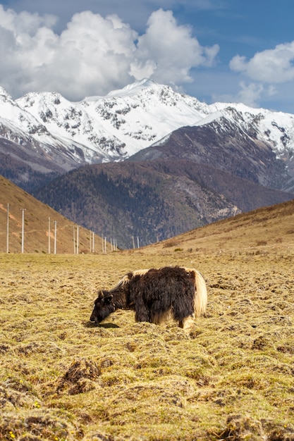 Premium Photo | A herd of yaks graze in tibet under snow mountain ...