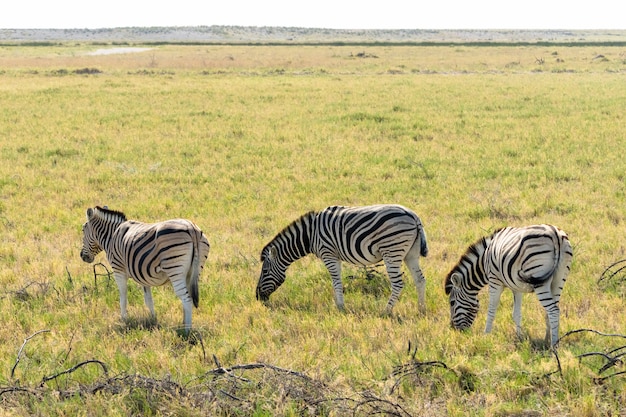 Free Photo | Herd of zebra eating glass field in etosha national park ...