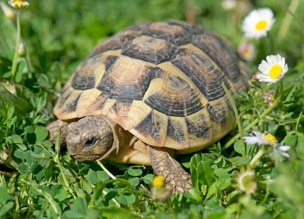 Premium Photo | Hermann's tortoise in grass