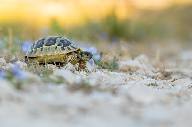 Premium Photo | Hermann's tortoise (testudo hermanni boetgeri) walking ...