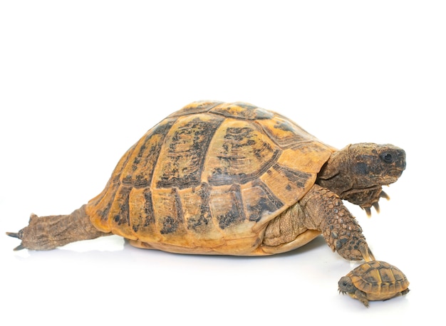 Premium Photo | Hermanns tortoise and baby turtles