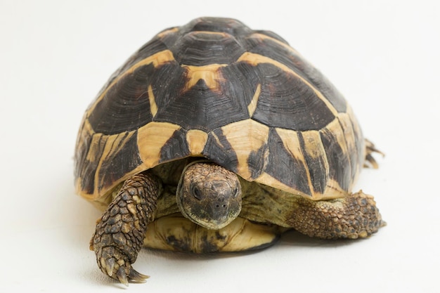 Premium Photo | Hermanns tortoise testudo hermanni isolated on white ...