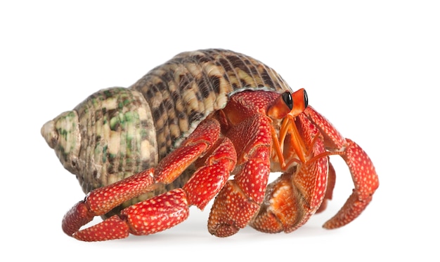 Premium Photo | Hermit crab - coenobita perlatus on a white isolated