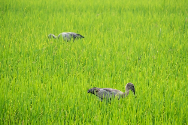 Premium Photo | Herons find food in the middle of rice fields.