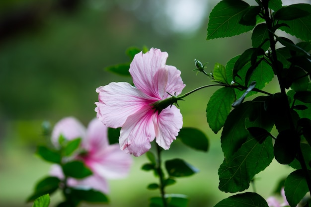 アオイ科のハイビスカスの花アオイ科hibiscusrosasinensis既知の靴の花 プレミアム写真