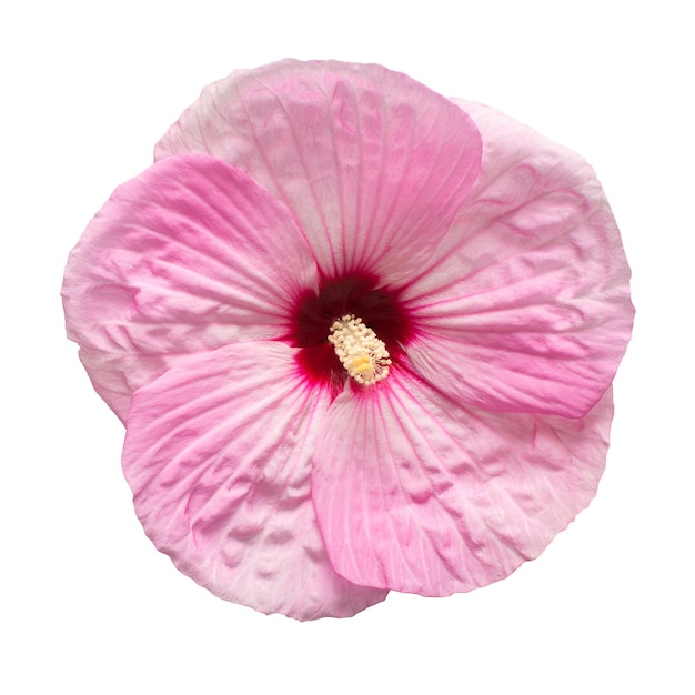 Premium Photo | Hibiscus flower isolated on white background. flat lay ...