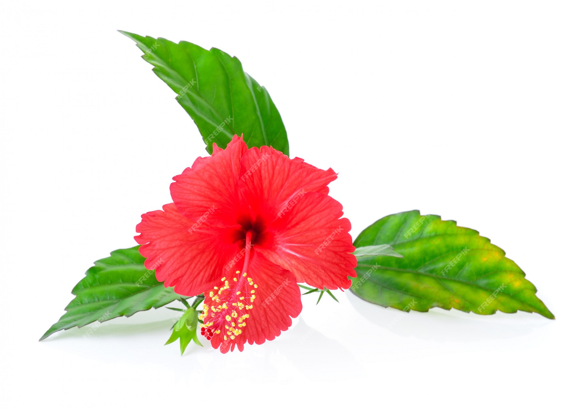 premium-photo-hibiscus-flower-with-leaf-isolated-on-white