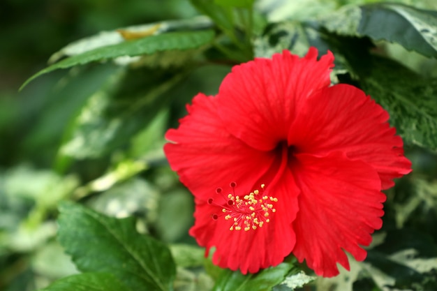 Premium Photo Hibiscus Flowers In The Tropical