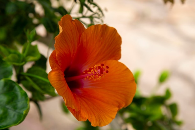 Premium Photo | Hibiscus Hibiscus Rosa-sinensis L. Is A Shrub Of The ...