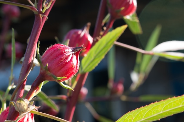 Premium Photo | Hibiscus Sabdariffa Or Roselle Flower