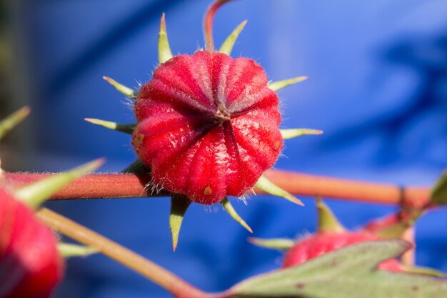 Premium Photo | Hibiscus Sabdariffa Or Roselle Flower