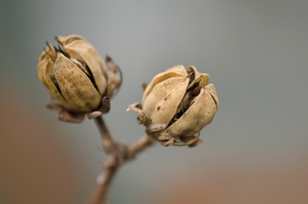冬のハイビスカスの種 茶色と乾燥したハイビスカスの種 種子とハイビスカスフルーツ プレミアム写真